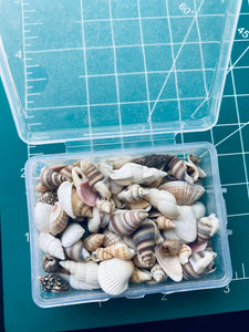 Small box of Seashells